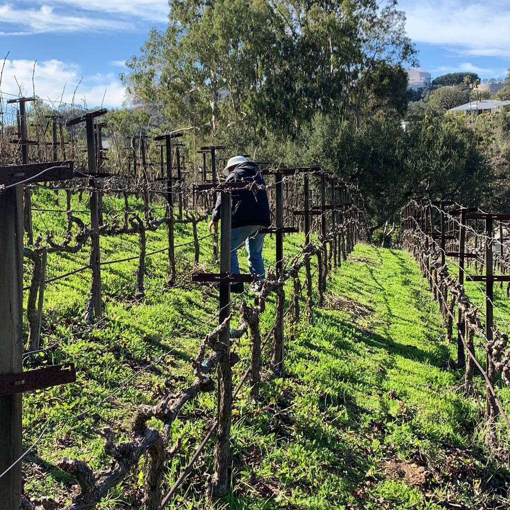 Pruning is Underway at Moraga Bel Air