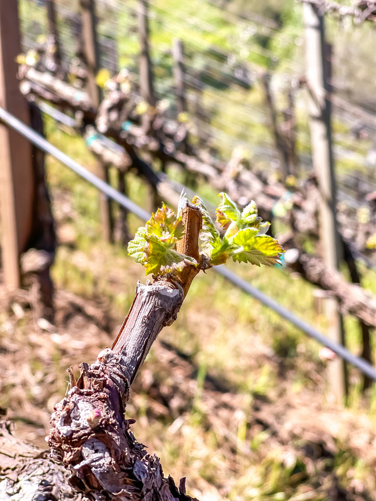 Bud Break at Moraga Vineyard