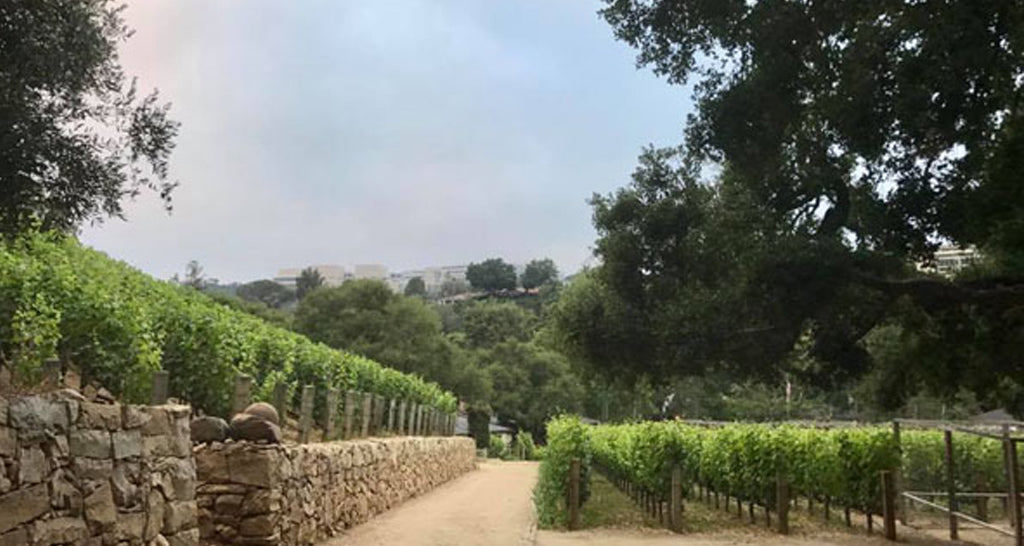 Resident: QUALITY TIME IN MORAGA WINERY, BEL AIR