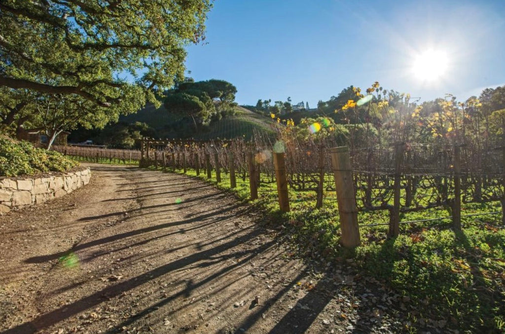 We are your local vineyard, please support us so generations can enjoy our beautiful wine 🍇